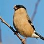 bullfinch hen -winter